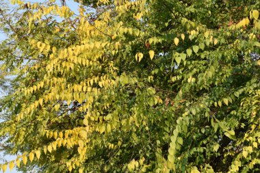Sonbahar ağacı dallarının mavi gökyüzü arka planında sarı yapraklı görüntüsü  