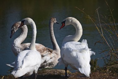 Yaz günü gölün kıyısında duran güzel beyaz kuğular. 