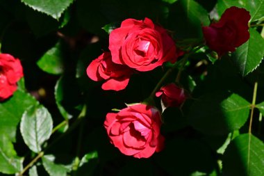 Koyu arkaplanda güzel güller, yaz konsepti, yakın manzara  