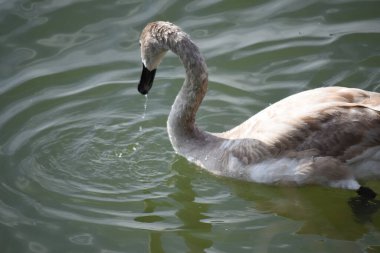 Güzel beyaz kuğu yaz günü göl yüzeyinde yüzüyor. 