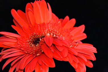 Koyu arkaplanda güzel çiçekler, yaz konsepti, yakın manzara  