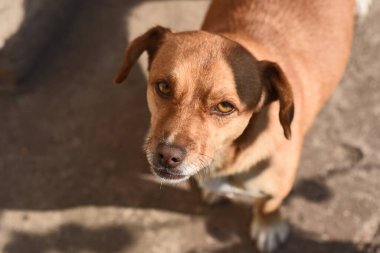 Tatlı köpek yaz günü dışarıda eğleniyor.