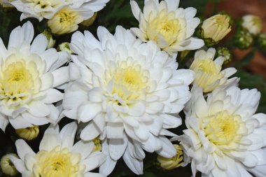 Karanlık arka planda güzel kasımpatılar, yaz konsepti, yakın görüş  