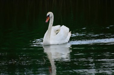 Güzel beyaz kuğu yaz günü göl yüzeyinde yüzüyor. 