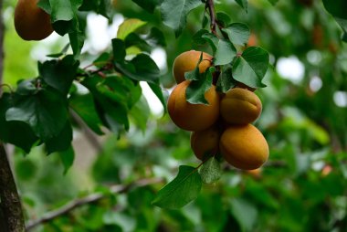 Açık havada yetişen olgun kayısıları olan ağaç, yaz konsepti, yakın görüş.  