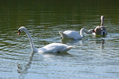Güzel beyaz kuğular yaz günü göl yüzeyinde yüzerler. 