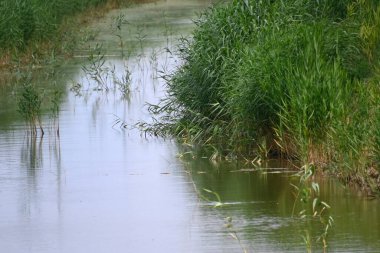 Gölette büyüyen yeşil bitkiler