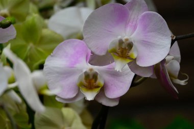 Bulanık arkaplanda güzel orkide çiçekleri, yaz konsepti, yakın görüş  