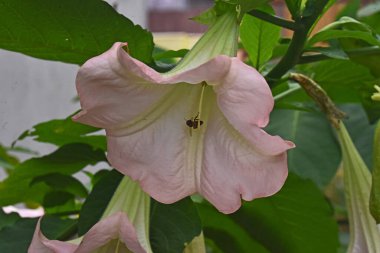 İnanılmaz çiçeklerin açtığı yere yakın.