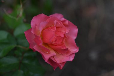 Koyu arkaplanda güzel bir gül çiçeği, yaz konsepti, yakın görüş  