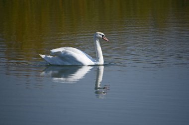 Güzel beyaz kuğu yaz günü göl yüzeyinde yüzüyor. 