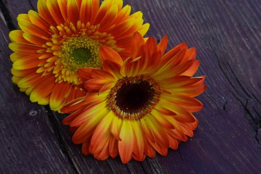 Tahta arka planda güzel çiçekler, yaz konsepti, yakın manzara   