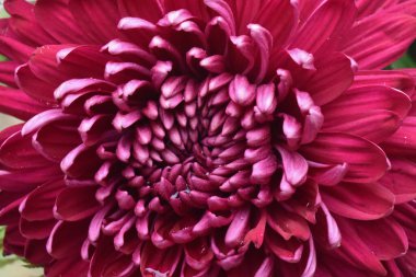 Bulanık arka planda güzel kasımpatı çiçeği, yaz konsepti, yakın görüş  