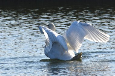 Güzel beyaz kuğu yaz günü göl yüzeyinde yüzüyor. 