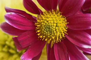 İnanılmaz çiçeklerin açtığı yere yakın.