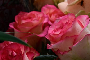 Koyu arkaplanda güzel güller, yaz konsepti, yakın manzara  