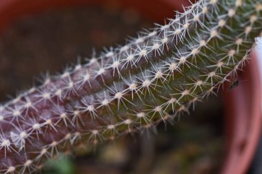 Koyu arka planda güzel kaktüsler, yaz konsepti, yakın görüş  