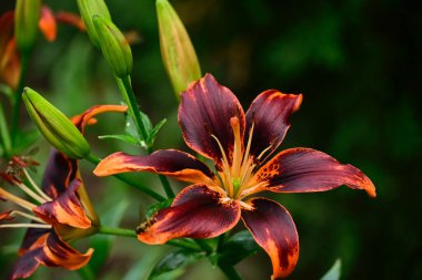Güneşli yaz gününde bahçede yetişen güzel zambak çiçekleri. 