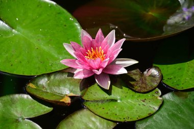 Güzel çiçek açan nilüfer çiçekleri yaz günü gölette büyür. 