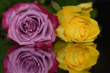 Koyu arkaplanda yansıması olan güzel gül çiçekleri, yaz konsepti, yakın görüş  