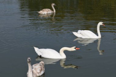Güzel beyaz kuğular yaz günü göl yüzeyinde yüzerler. 
