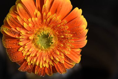 Güzel Gerbera koyu arkaplan, yaz konsepti, yakın görüş  