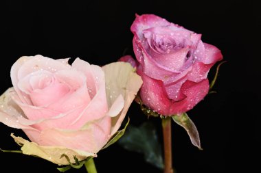 Koyu arkaplanda güzel güller, yaz konsepti, yakın manzara  