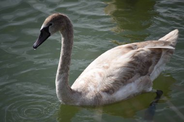 Güzel beyaz kuğu yaz günü göl yüzeyinde yüzüyor. 
