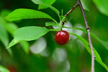 Olgun kirazlı ağaç açık havada büyüyor, yaz konsepti, yakın görüş  
