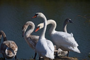 Yaz günü gölün kıyısında duran güzel beyaz kuğular. 