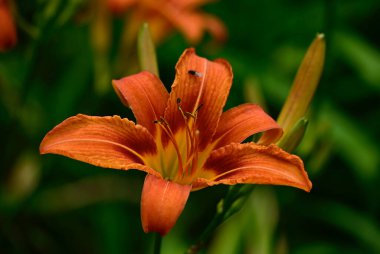 Güneşli yaz gününde bahçede yetişen güzel zambak. 