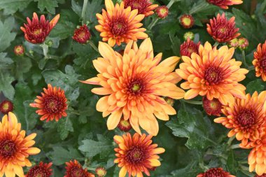 Karanlık arka planda güzel kasımpatılar, yaz konsepti, yakın görüş  