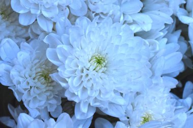 Karanlık arka planda güzel kasımpatılar, yaz konsepti, yakın görüş  