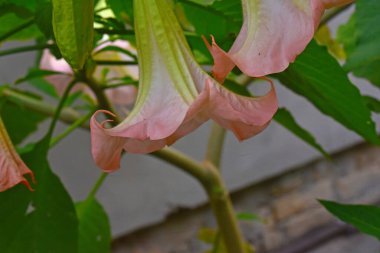 İnanılmaz çiçeklerin açtığı yere yakın.