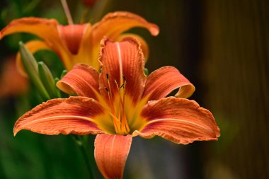 Güneşli yaz gününde bahçede yetişen güzel zambak çiçekleri. 
