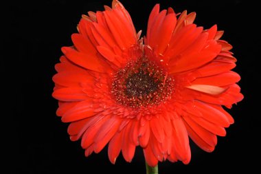 Güzel Gerbera koyu arkaplan, yaz konsepti, yakın görüş  