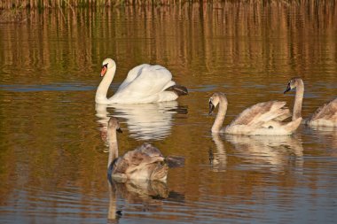 Güzel beyaz kuğular yaz günü göl yüzeyinde yüzerler. 