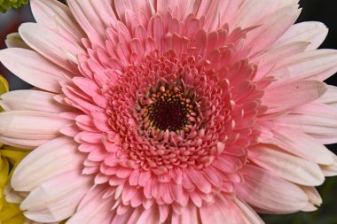 İnanılmaz çiçeklerin açtığı yere yakın.