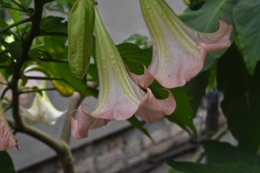 İnanılmaz çiçeklerin açtığı yere yakın.