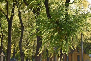 Sonbahar ağacı dallarının mavi gökyüzü arka planında sarı yapraklı görüntüsü  