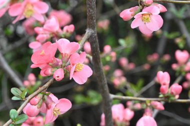 Beyaz güzel çiçekli kiraz ağacı dalları, yakın plan, bahar konsepti.  