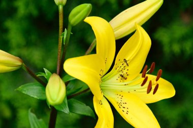 Güneşli yaz gününde bahçede yetişen güzel çiçekler. 