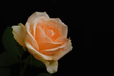 Kırılgan güller koyu arkaplanda çiçek açar