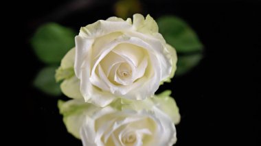 Koyu arkaplanda güzel bir gül, yaz konsepti, yakın görüş  