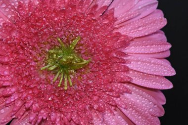 Koyu arkaplanda güzel çiçekler, yaz konsepti, yakın manzara  