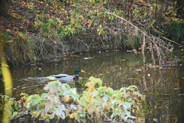 Güzel beyaz ördek yaz günü göl yüzeyinde yüzüyor. 