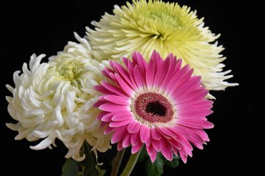 güzel gerbera ve kasımpatı çiçekleri koyu arkaplanda, yaz konsepti, yakın görüş  