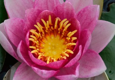 Güneşli yaz gününde bahçede yetişen güzel çiçekler. 