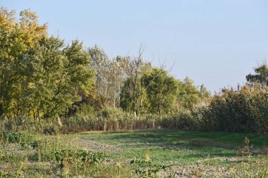 Sonbahar ağacı dallarının mavi gökyüzü arka planında sarı yapraklı görüntüsü  