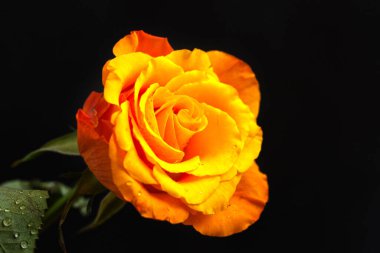 Kırılgan güller koyu arkaplanda çiçek açar